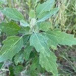 Chenopodium berlandieri Foglia