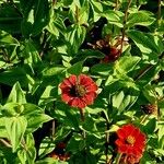 Zinnia peruviana Агульны выгляд