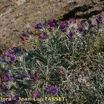 Echium albicans Hábito