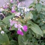 Impatiens balfourii花