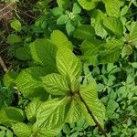 Clerodendrum capitatum Blatt