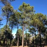 Pinus pinaster Alkat (teljes növény)