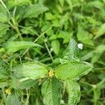 Synedrella nodiflora Cvet