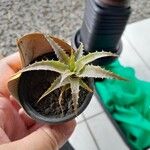 Orthophytum harleyi Hoja