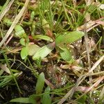 Lythrum portula Leaf