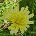 Scorzonera aristata 花