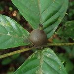 Aulacocalyx caudata Fruit