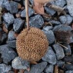 Platanus × hispanica Fruit