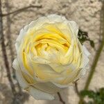 Rosa elliptica Blomma