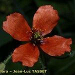 Papaver pinnatifidum ফুল