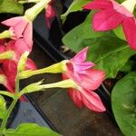 Nicotiana alata പുഷ്പം