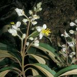 Miconia mirabilis Flor