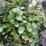 Nasturtium officinale Levél