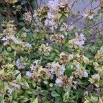 Abelia chinensis عادت داشتن