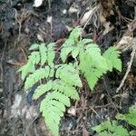 Gymnocarpium dryopteris ഇല