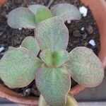 Crassula multicava পাতা