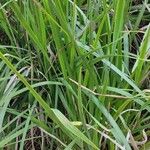 Carex morrowii आदत