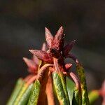 Rhododendron campanulatum Outro