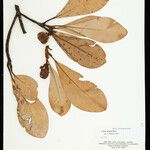 Clusia insignis Fruto