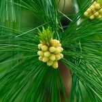 Pinus strobus Fruit