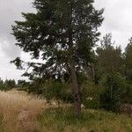 Cupressus lusitanica Агульны выгляд