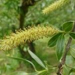 Salix alba Цвят