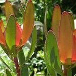 Leucadendron salignum Blad