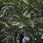 Cussonia paniculata عادت داشتن