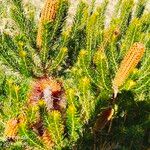 Banksia ericifolia Feuille