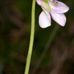 Viola palustris Cvet