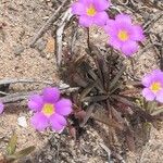 Montiopsis umbellata Kukka