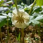 Podophyllum peltatum फूल