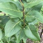 Syringa vulgaris叶