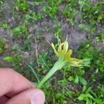 Tragopogon dubius Blüte