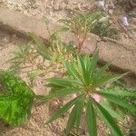 Impatiens balsamina Flor