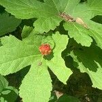 Hydrastis canadensis Fruit