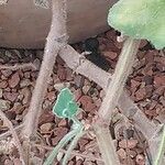 Pelargonium tomentosum Corteza
