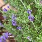 Lavandula multifida花