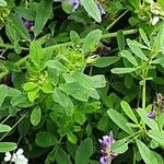 Medicago sativa Folha