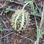 Cucumis ficifolius Gyümölcs