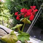 Pelargonium inquinansЛисток