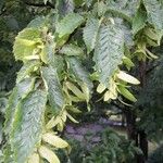 Carpinus caroliniana ഇല