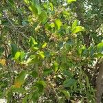 Azara celastrina Leaf