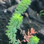 Erica tetralix Hoja