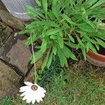 Dimorphotheca jucunda Çiçek