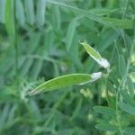 Vicia monantha Fruchs