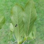 Diospyros inconstans Leaf