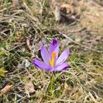 Crocus heuffelianus Çiçek