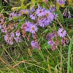 Symphyotrichum laeve Flower