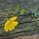 Potentilla anglica Fiore